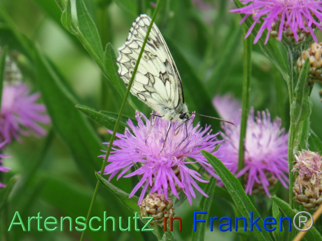 © Artenschutz in Franken® Bild zum Eintrag (1088602-160)