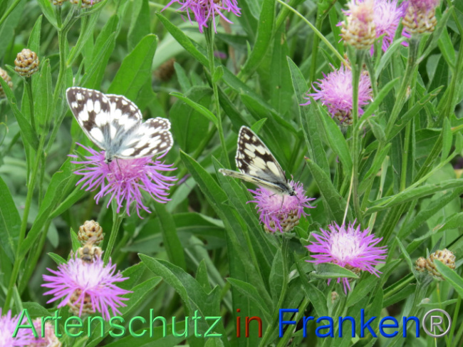 © Artenschutz in Franken® Bild zum Eintrag (1088603-160)