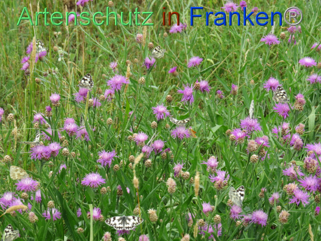 © Artenschutz in Franken® Bild zum Eintrag (1088606-160)