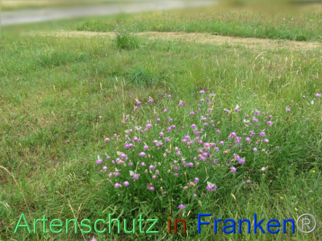 © Artenschutz in Franken® Bild zum Eintrag (1088609-160)