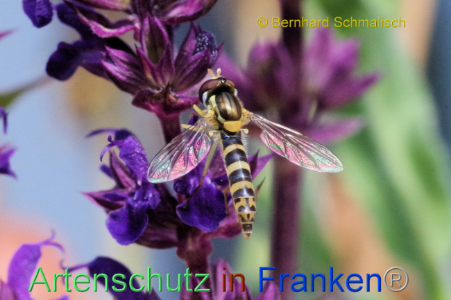 © Artenschutz in Franken® / Bernhard Schmalisch Bild zum Eintrag (1088736-160)