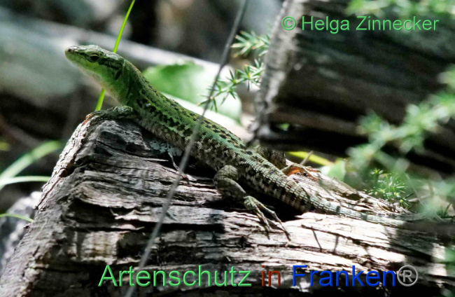 © Artenschutz in Franken® / Helga Zinnecker Bild zum Eintrag (1088907-160)