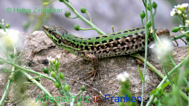 © Artenschutz in Franken® / Helga Zinnecker Bild zum Eintrag (1088908-160)