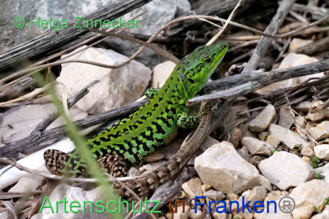 © Artenschutz in Franken® / Helga Zinnecker Bild zum Eintrag (1088909-160)