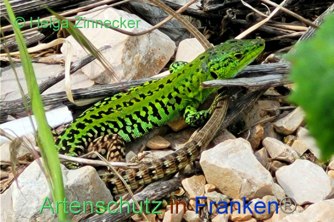© Artenschutz in Franken® / Helga Zinnecker Bild zum Eintrag (1088911-160)