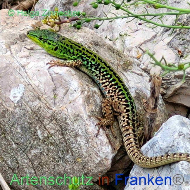 © Artenschutz in Franken® / Helga Zinnecker Bild zum Eintrag (1088912-160)