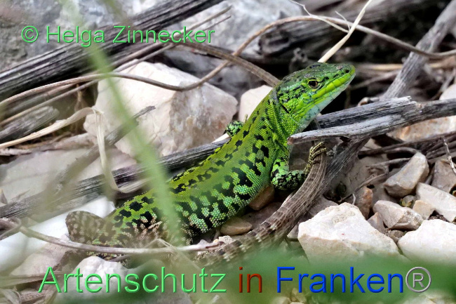 © Artenschutz in Franken® / Helga Zinnecker Bild zum Eintrag (1088913-160)