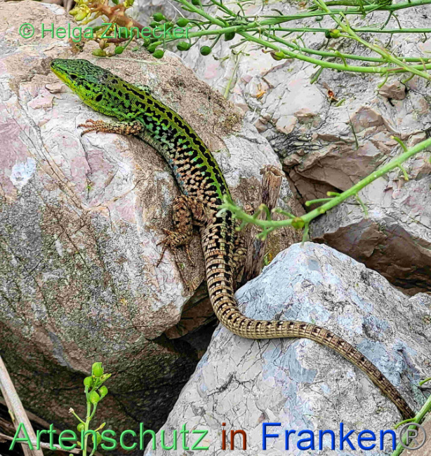 © Artenschutz in Franken® / Helga Zinnecker Bild zum Eintrag (1088915-160)