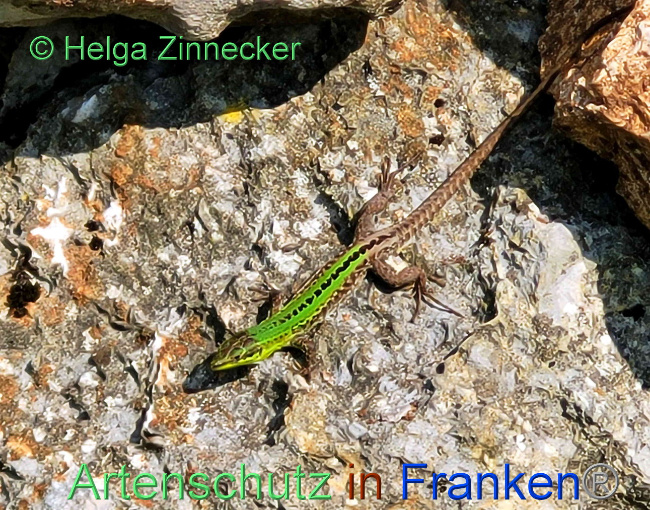 © Artenschutz in Franken® / Helga Zinnecker Bild zum Eintrag (1088916-160)