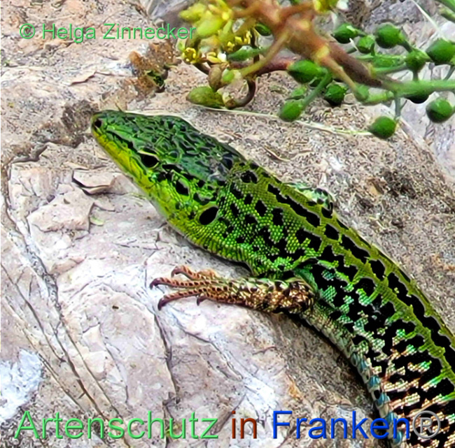 © Artenschutz in Franken® / Helga Zinnecker Bild zum Eintrag (1088917-160)