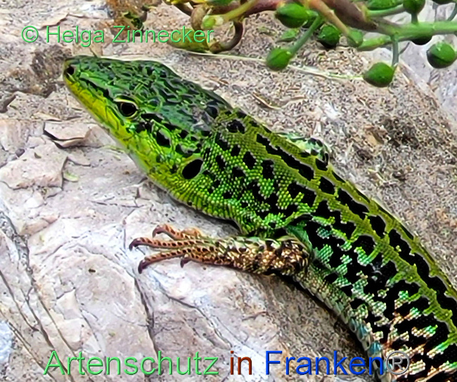 © Artenschutz in Franken® / Johannes Rother Bild zum Eintrag (1088922-160)