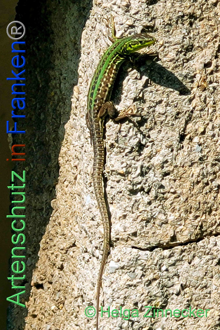 © Artenschutz in Franken® / Helga Zinnecker Bild zum Eintrag (1088924-160)