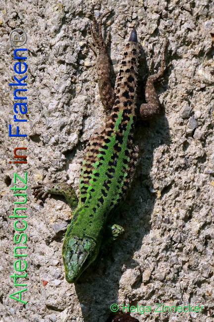 © Artenschutz in Franken® / Helga Zinnecker Bild zum Eintrag (1088925-160)