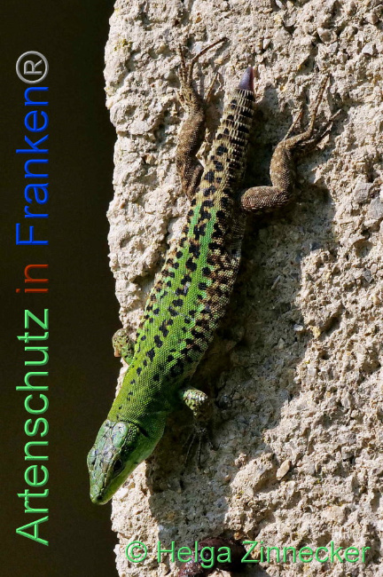 © Artenschutz in Franken® / Helga Zinnecker Bild zum Eintrag (1088926-160)