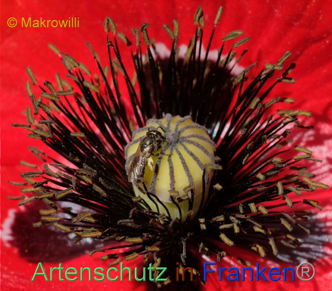 © Artenschutz in Franken® / Willibald Lang Bild zum Eintrag (1088937-160)