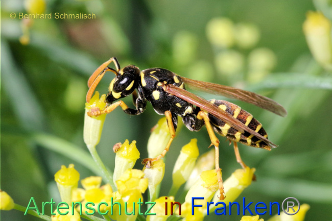 © Artenschutz in Franken® / Bernhard Schmalisch Bild zum Eintrag (1088941-160)