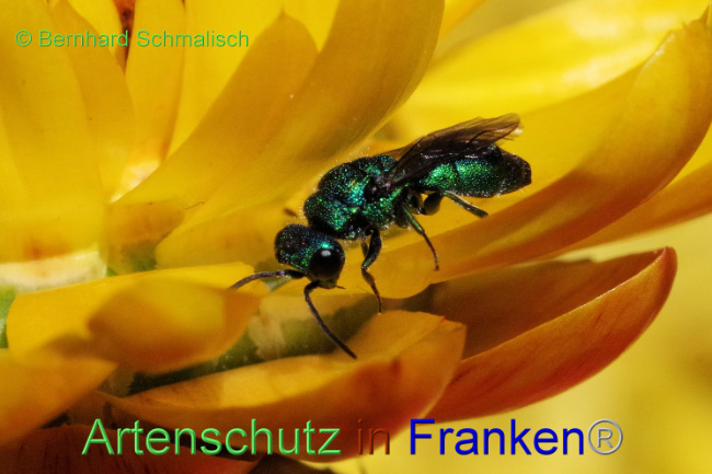 © Artenschutz in Franken® / Bernhard Schmalisch Bild zum Eintrag (1089050-160)
