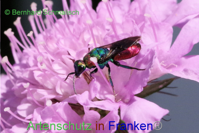 © Artenschutz in Franken® / Bernhard Schmalisch Bild zum Eintrag (1089056-160)