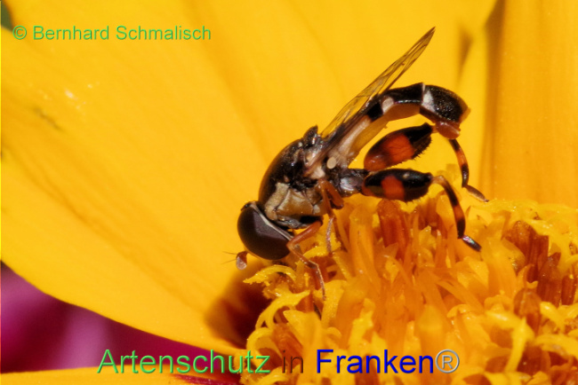 © Artenschutz in Franken® / Bernhard Schmalisch Bild zum Eintrag (1089062-160)