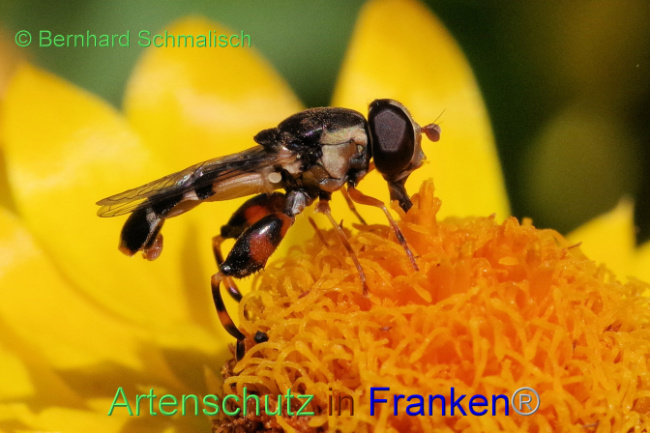 © Artenschutz in Franken® / Bernhard Schmalisch Bild zum Eintrag (1089064-160)
