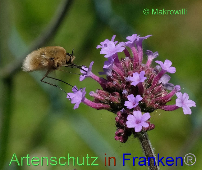 © Artenschutz in Franken® / Willibald Lang Bild zum Eintrag (1089086-160)