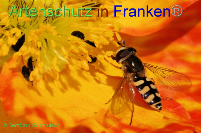© Artenschutz in Franken® / Bernhard Schmalisch Bild zum Eintrag (1089091-160)