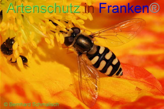 Bild zum Eintrag (1089095-160)