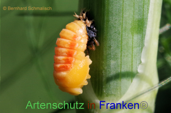 © Artenschutz in Franken® / Bernhard Schmalisch Bild zum Eintrag (1089102-160)