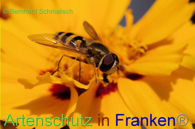 © Artenschutz in Franken® / Bernhard Schmalisch Bild zum Eintrag (1089115-160)