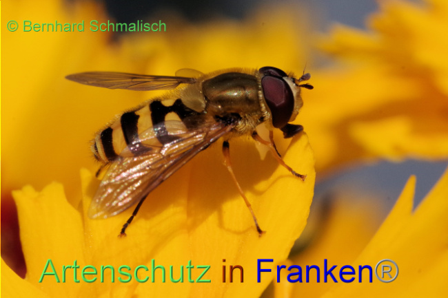 © Artenschutz in Franken® / Bernhard Schmalisch Bild zum Eintrag (1089116-160)