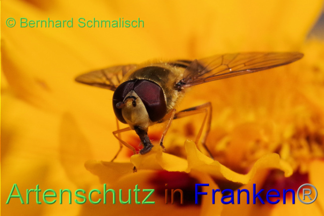 © Artenschutz in Franken® / Bernhard Schmalisch Bild zum Eintrag (1089117-160)
