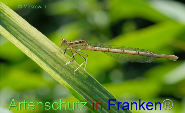 © Artenschutz in Franken® / Willibald Lang Bild zum Eintrag (1089144-160)