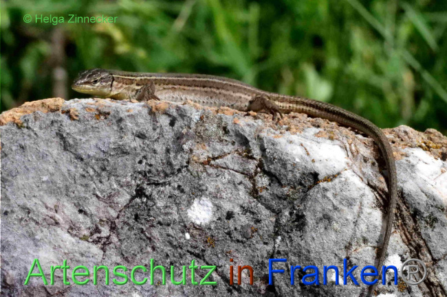 © Artenschutz in Franken® / Helga Zinnecker Bild zum Eintrag (1089170-160)