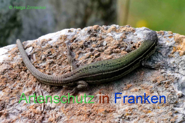© Artenschutz in Franken® / Helga Zinnecker Bild zum Eintrag (1089171-160)