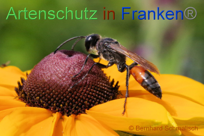© Artenschutz in Franken® / Bernhard Schmalisch Bild zum Eintrag (1089276-160)