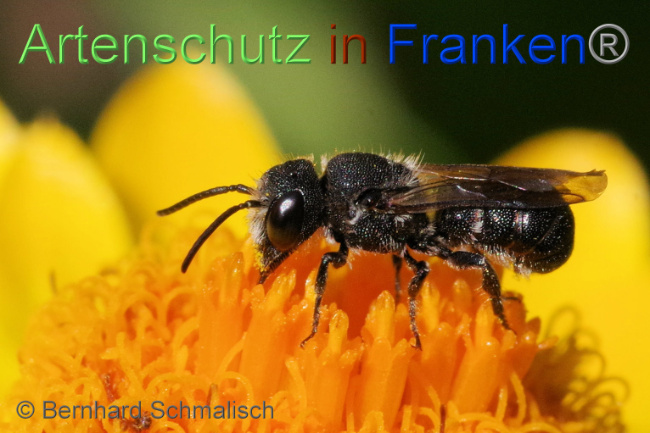 © Artenschutz in Franken® / Bernhard Schmalisch Bild zum Eintrag (1089284-160)