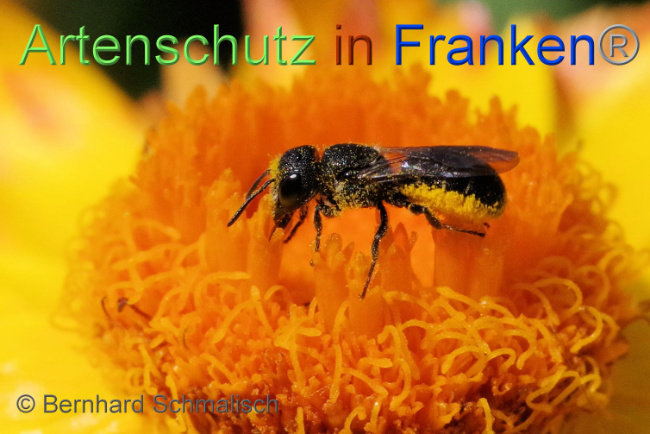 © Artenschutz in Franken® / Bernhard Schmalisch Bild zum Eintrag (1089286-160)