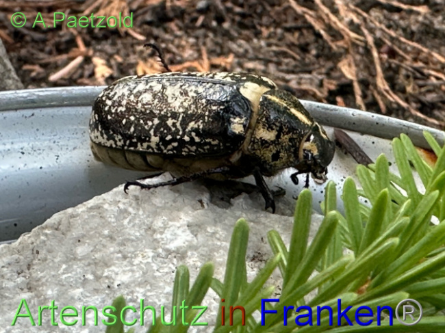 © Artenschutz in Franken® / A.Paetzold Bild zum Eintrag (1089325-160)
