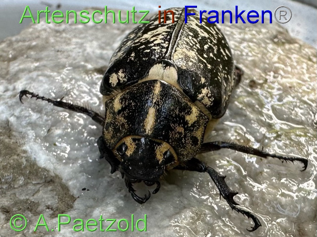 © Artenschutz in Franken® / A.Paetzold Bild zum Eintrag (1089329-160)