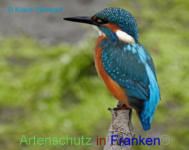 © Artenschutz in Franken® / Klaus Sanwald Bild zum Eintrag (1089403-160)