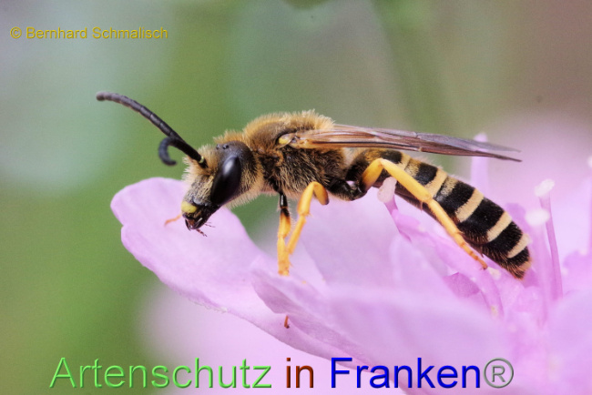 © Artenschutz in Franken® / Bernhard Schmalisch Bild zum Eintrag (1089407-160)