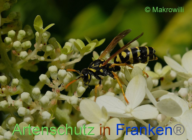 © Artenschutz in Franken® / Makrowilli Bild zum Eintrag (1089412-160)