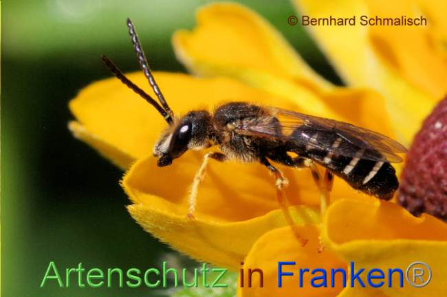 © Artenschutz in Franken® / Bernhard Schmalisch Bild zum Eintrag (1089517-160)