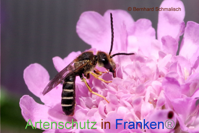 © Artenschutz in Franken® / Bernhard Schmalisch Bild zum Eintrag (1089518-160)