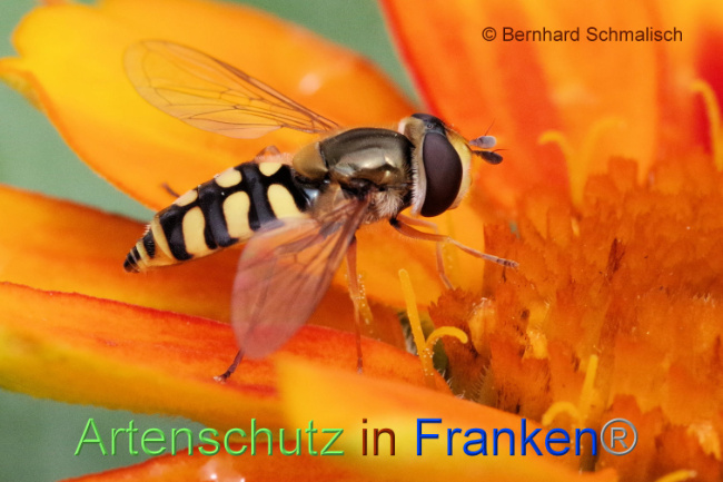 Bild zum Eintrag (1089520-160)