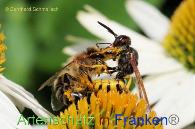 © Artenschutz in Franken® / Bernhard Schmalisch Bild zum Eintrag (1089567-160)