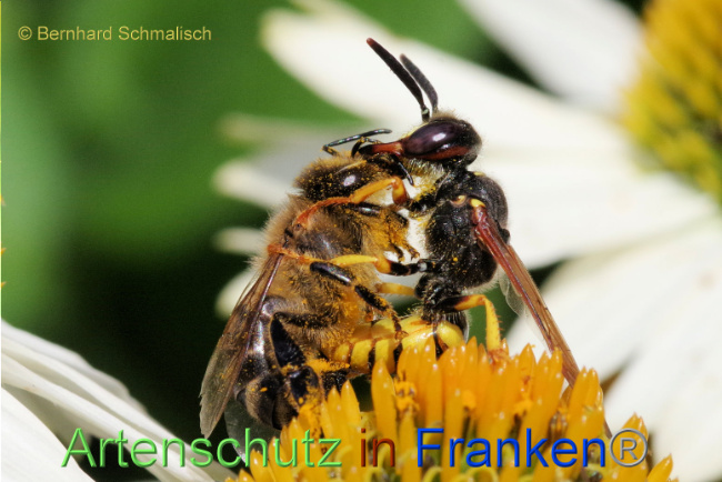 © Artenschutz in Franken® / Bernhard Schmalisch Bild zum Eintrag (1089568-160)