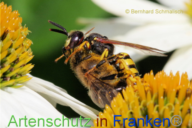 © Artenschutz in Franken® / Bernhard Schmalisch Bild zum Eintrag (1089570-160)
