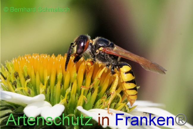 © Artenschutz in Franken® / Bernhard Schmalisch Bild zum Eintrag (1089638-160)