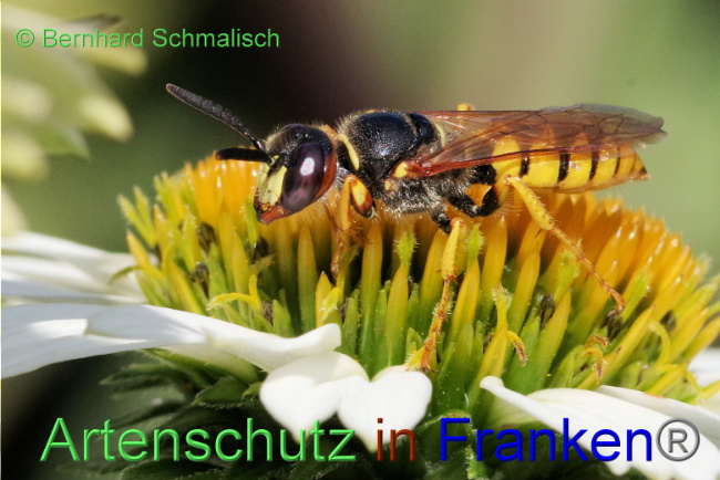 © Artenschutz in Franken® / Bernhard Schmalisch Bild zum Eintrag (1089639-160)
